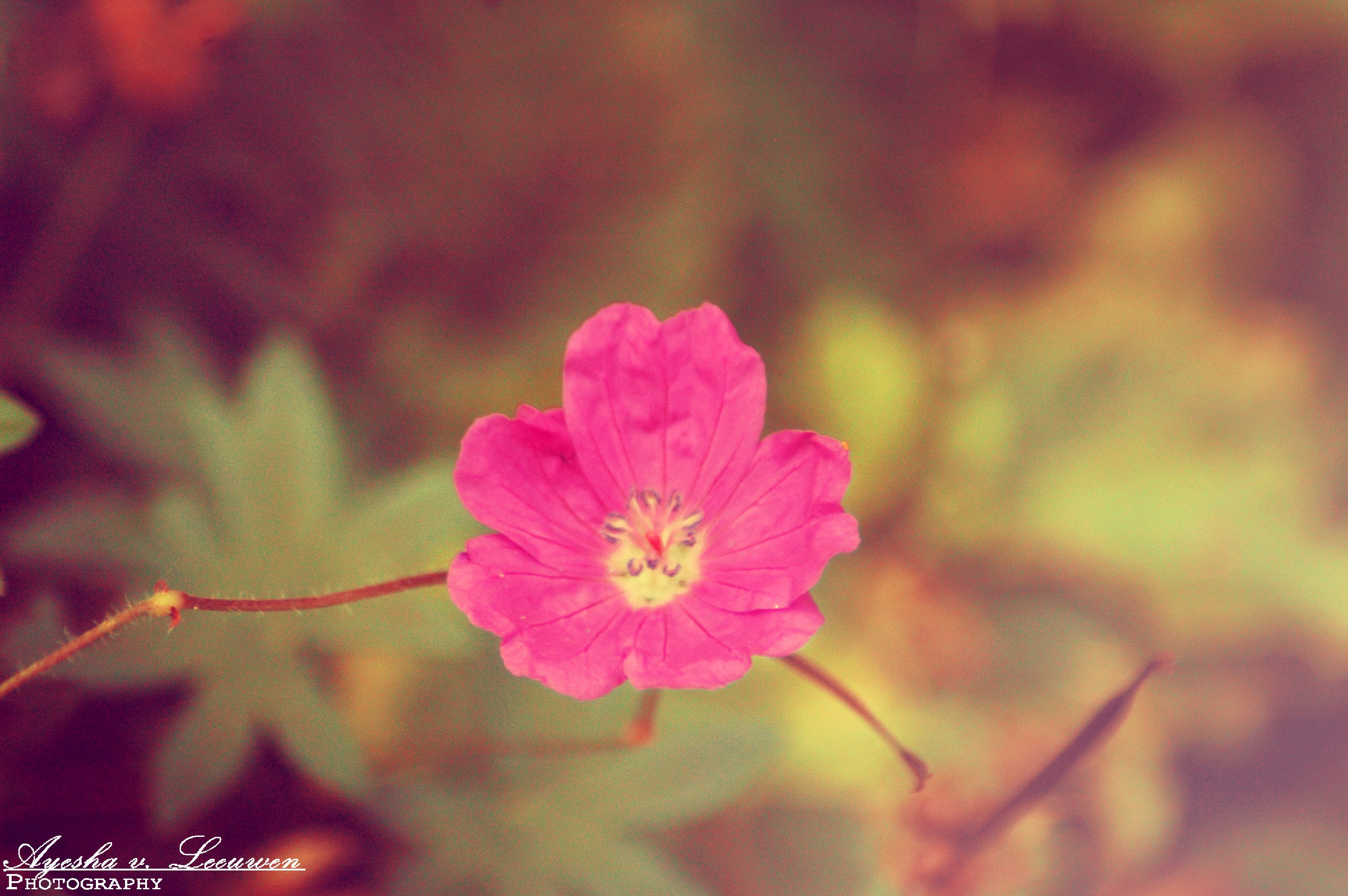 Pink Flower