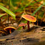 Mushrooms on stump