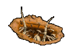 SW Creature : Sarlacc by oeildelynx