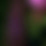 Trapped in Poison Ivys Vines