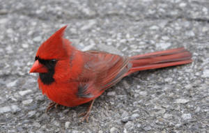 Red Cardinal Stock