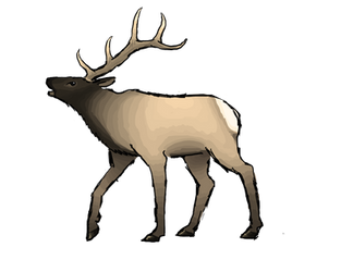 Elk