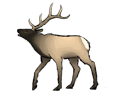 Elk