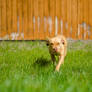 Blondie in the grass