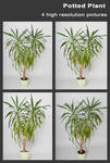 Potted Plant Stock (Yucca Palm) by pixelmixtur-stocks