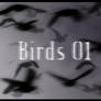 Birds 01