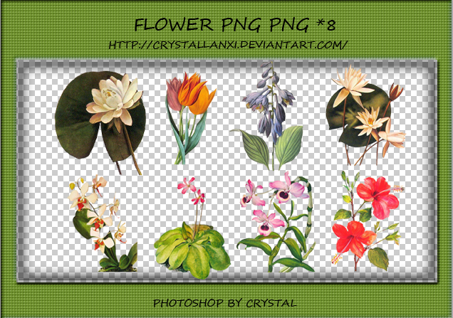 PNG PACK#5 - Plant