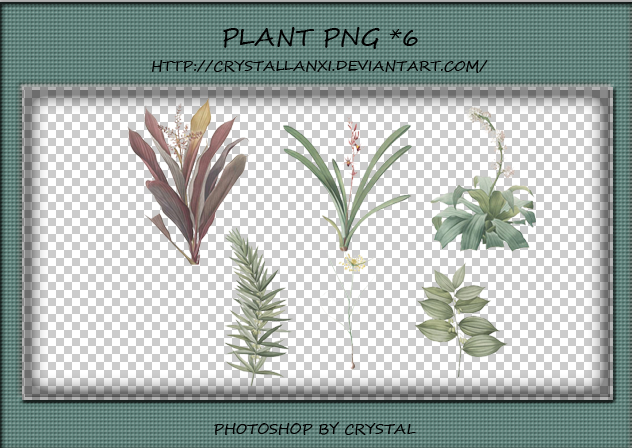 PNG PACK#7 - Plant