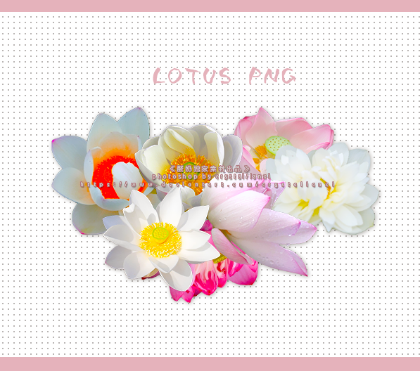 lotus png