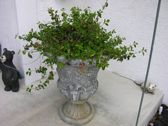 Large Vase with Ivy 3