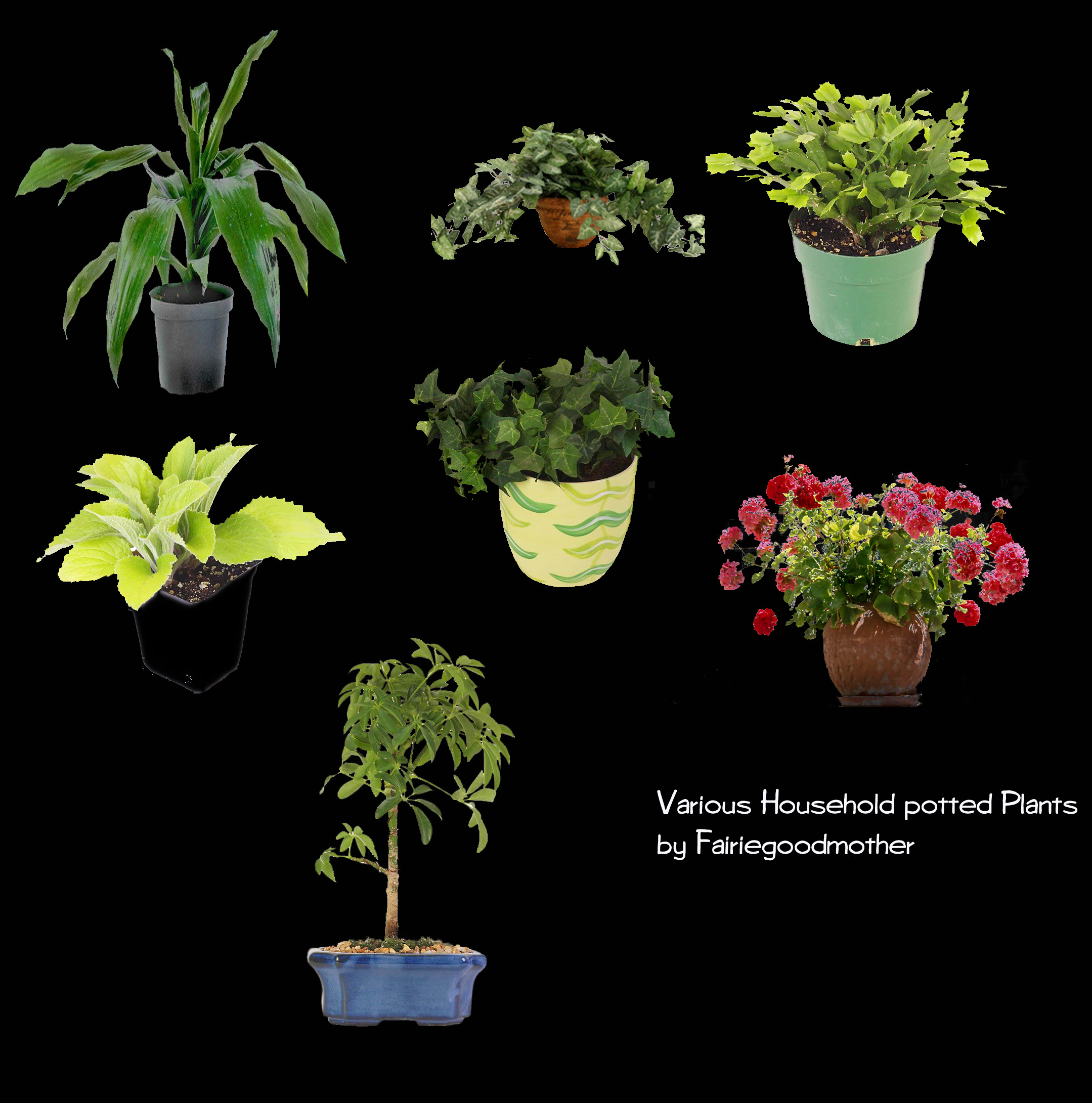 Potted household Plants Stock