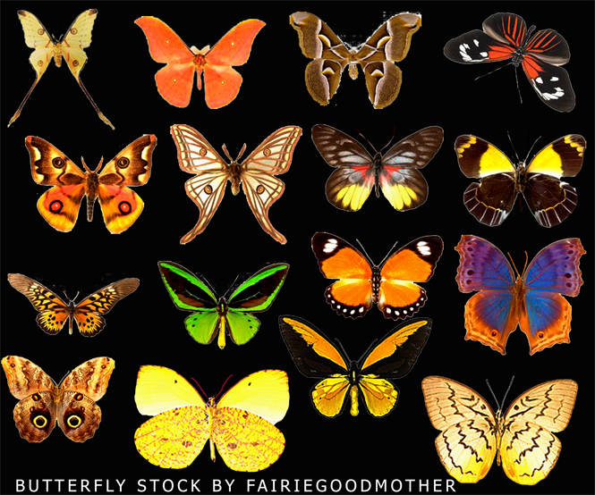 16 Butterflies .psd Stock