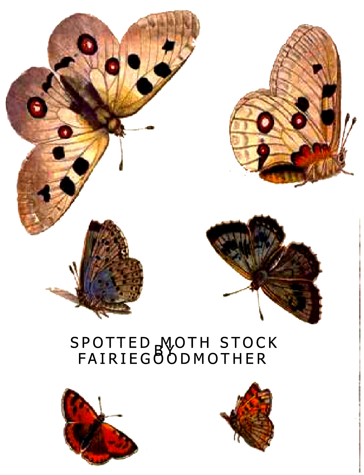 Spotted Moth Butterfly stock