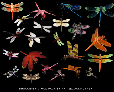 Dragonfly Stock Pack