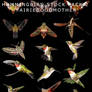Multi Hummingbird Stock Pack