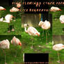 Pink Flamingo Stock Pack psd