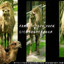 Camel Stock Pack