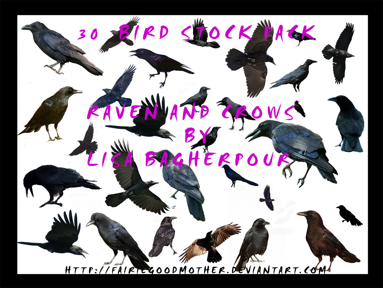 Black Raven and Crow Stock PSD