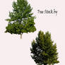 Tree Stock 2 pack PSD