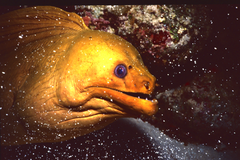 moray eel 1997
