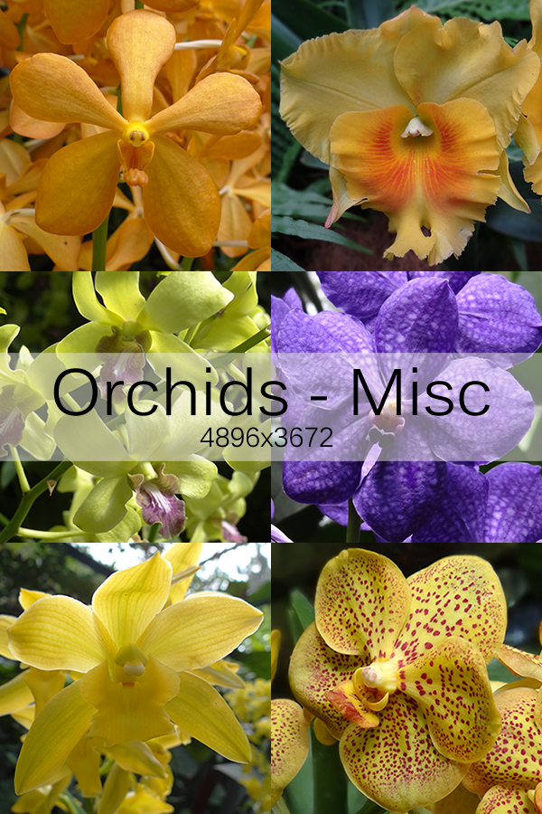 Orchids Pack 4