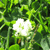 Flower Icon by Airy-Styles