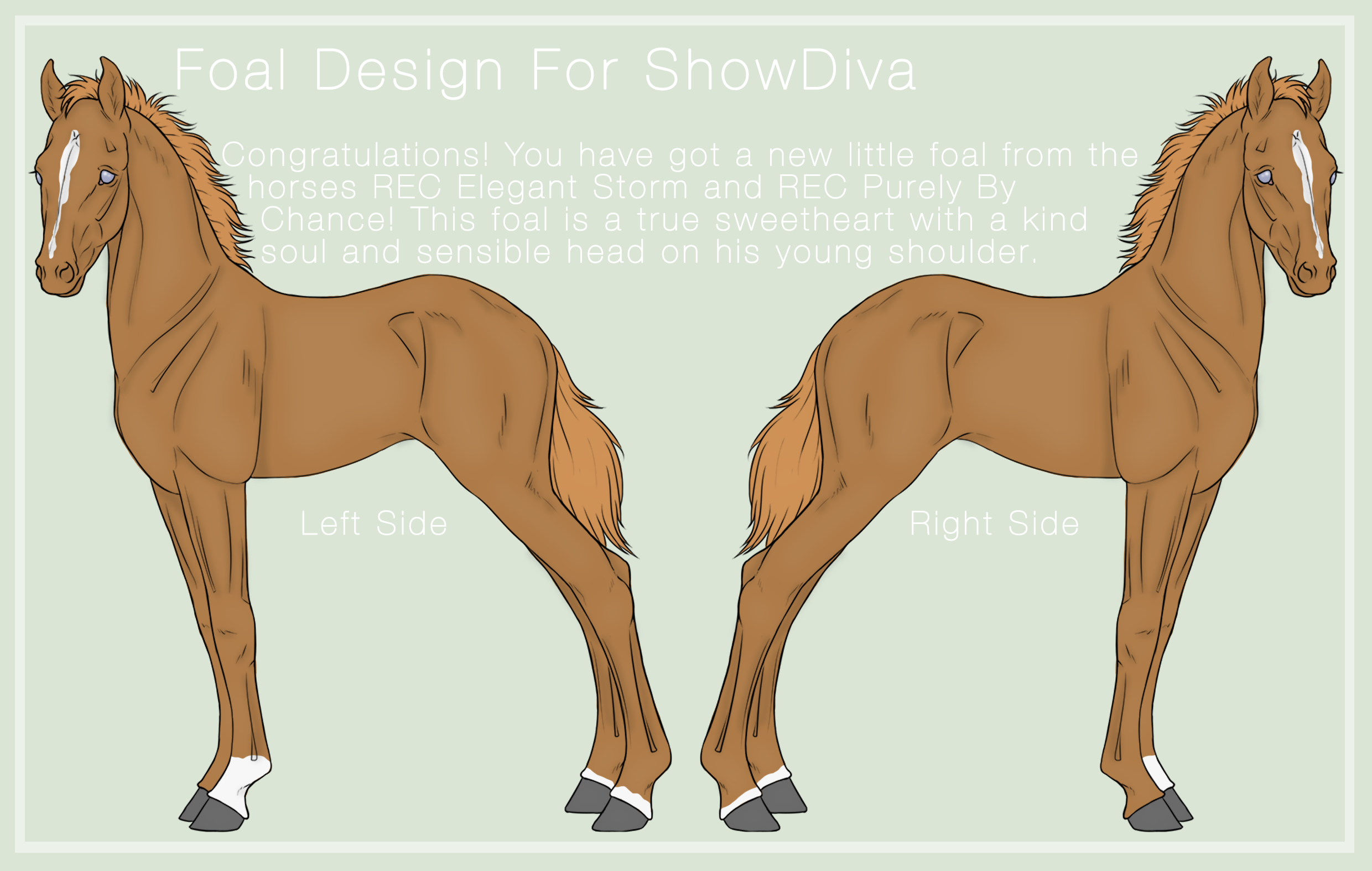 Foal Design For ShowDiva