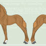 Foal Design For ShowDiva