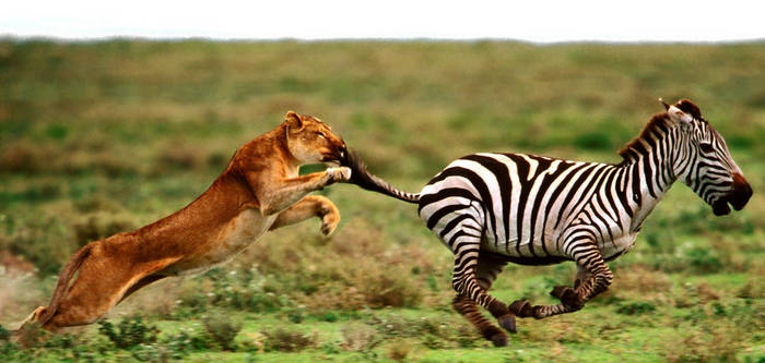 Lion and Zebra