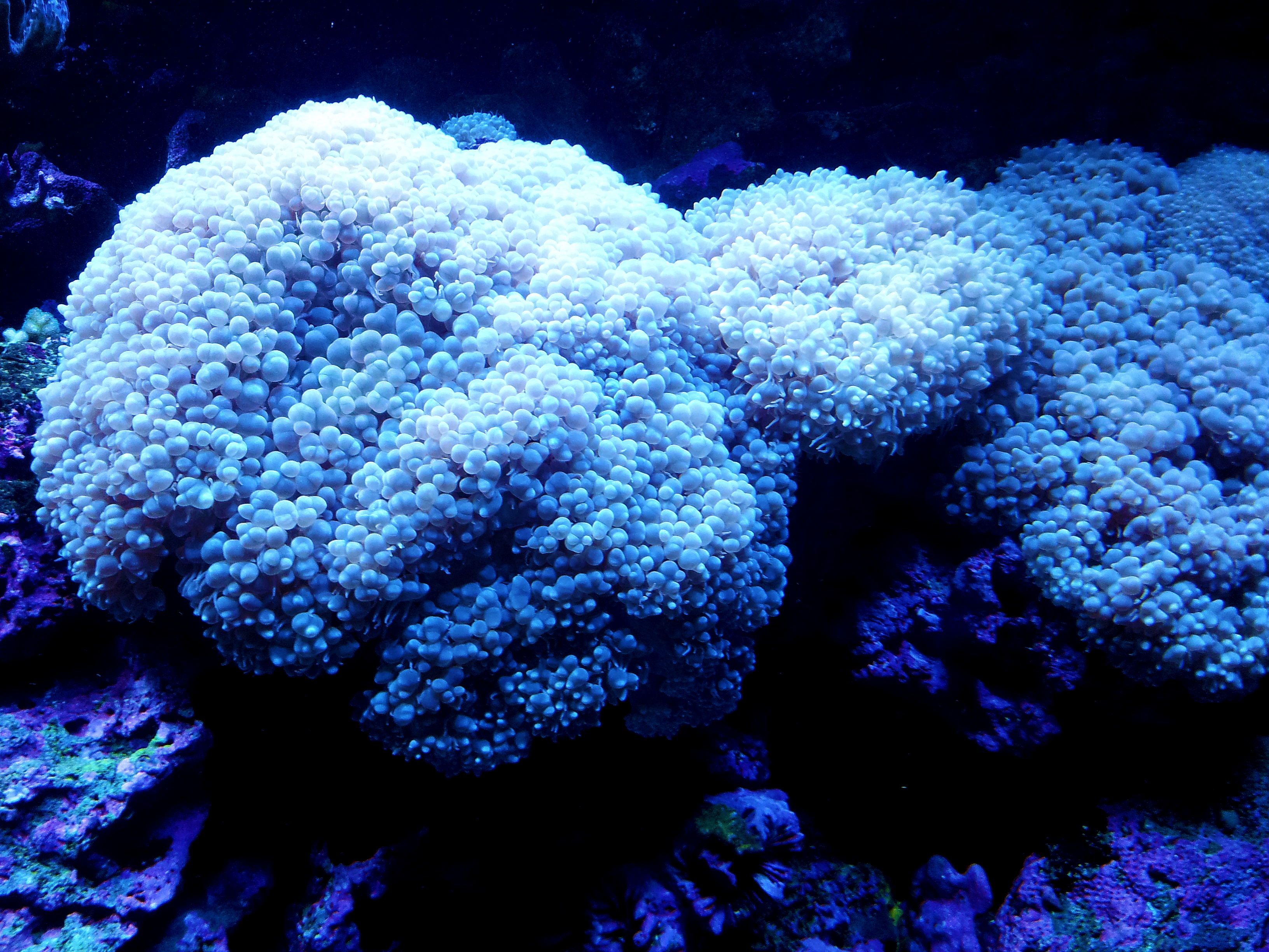 Coral Reef