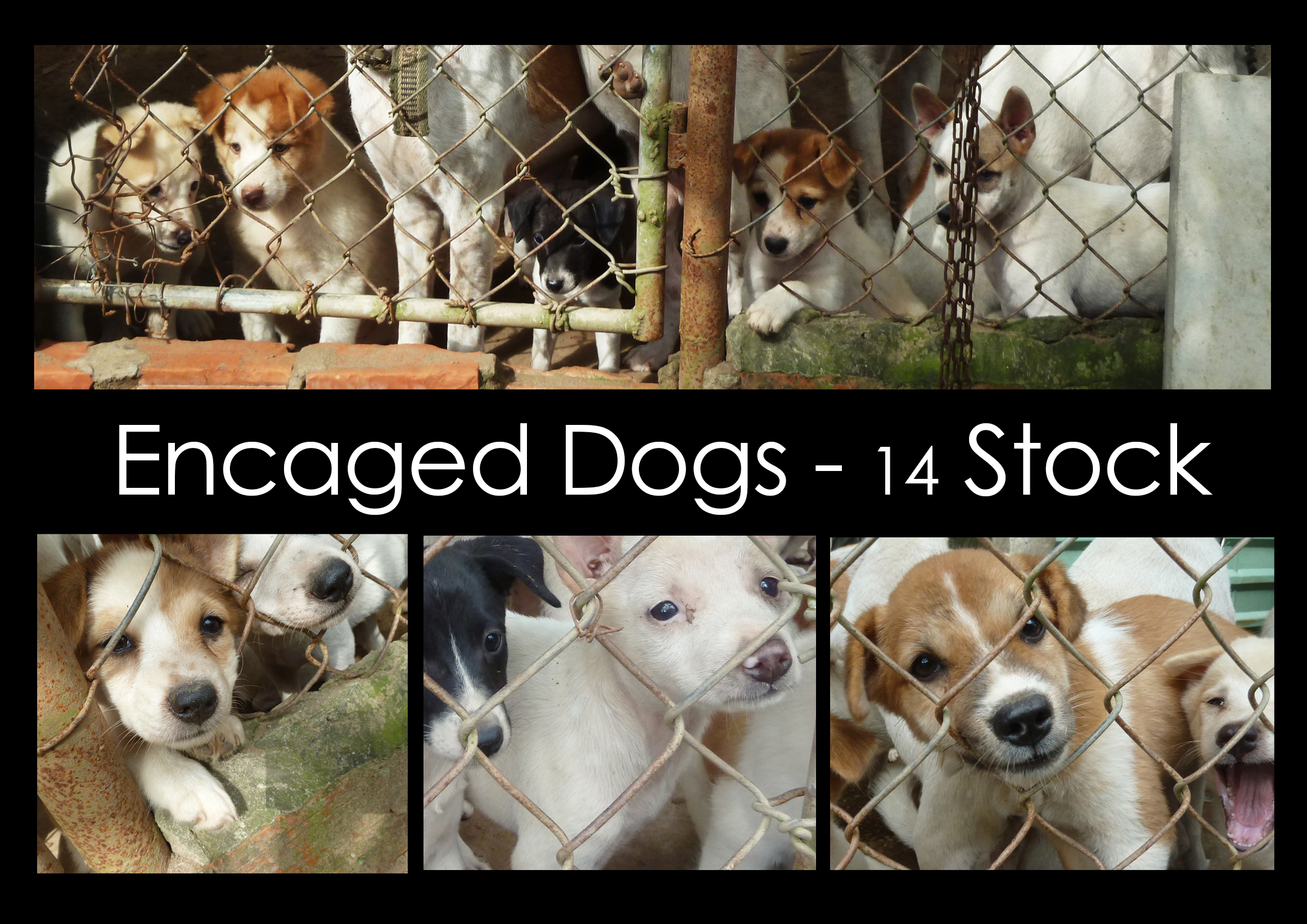 Encaged Dogs