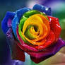 Rainbow Rose Avatar