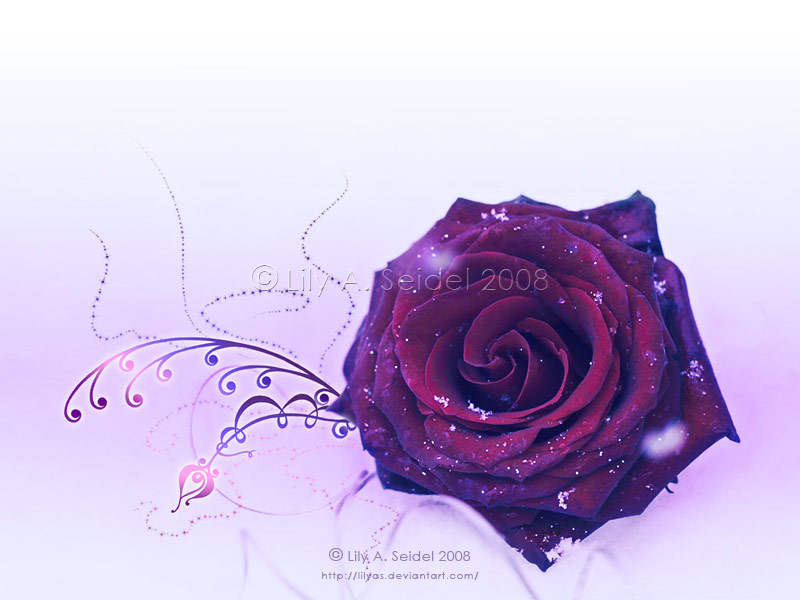 Winter Rose WP