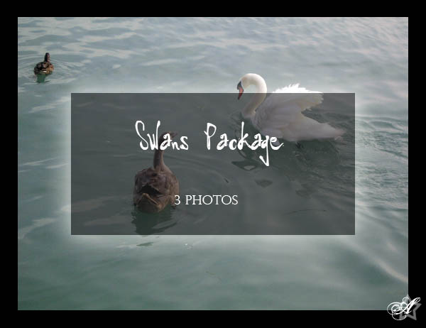 Swans Package