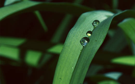 Water Drop on a Plant