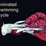 Ilsynsene Swimming Cycle