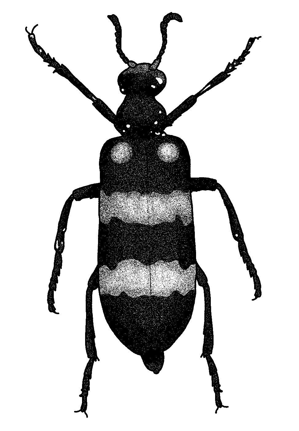 Blister Beetle 01 BW by Nyotsz on DeviantArt