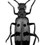 Blister Beetle 03 BW