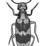 Blister Beetle 05 BW