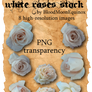 White Roses Stock