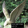 stone eagle wings stock pack