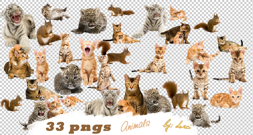 Featured image of post Animal Pngs 17 pngs most about animals pngs made by me in photoshop cs3 pictures are from a book of mine i bought almost 10 years ago