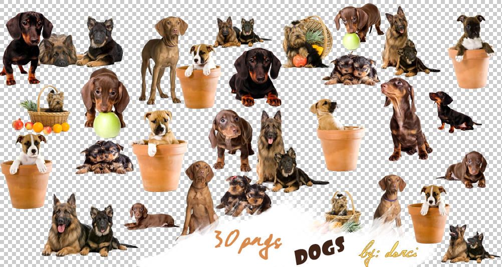 Dog Png Pack By Dorina Site On Deviantart