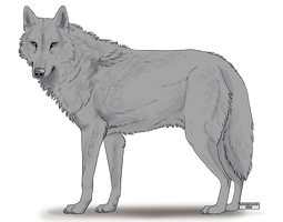 KFCEmployee's FREE Wolf Lineart with Fur/Shading