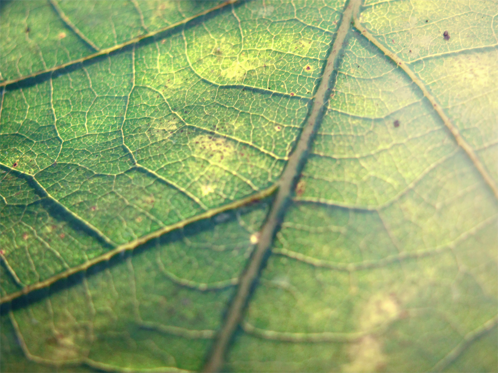 Leaf by thistlesis