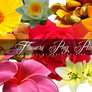 Flowers PNG Pack