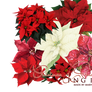 Poinsettia PNG Christmas Pack