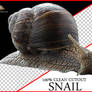 Snail Cutout