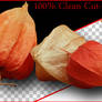 Clean Cutout of Physalis