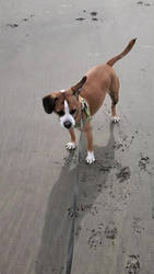 Bogey at Long Beach WA 16 June 2021